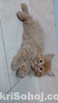 Exotic bloodline & Traditional Persian